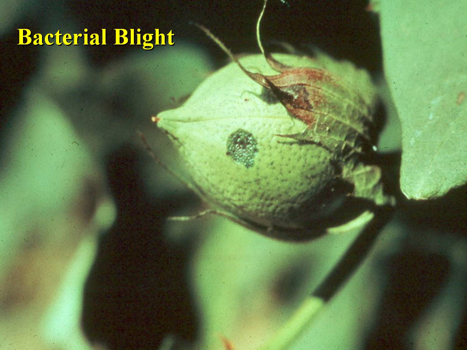 bacterial blight in cotton